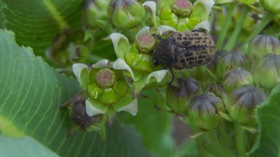 Xysmalobium stockenstromense, photographed by Gerhard Sieburg