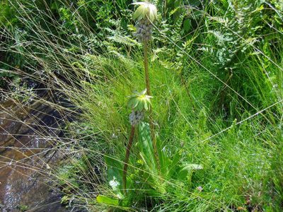 Eucomis bicolor, photographed by Gerhard Sieburg