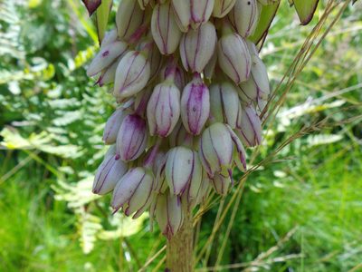 Eucomis bicolor, photographed by Gerhard Sieburg