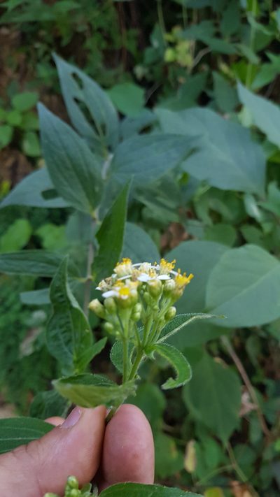 Alloispermum integrifolium, photographed by Eugenio Padilla