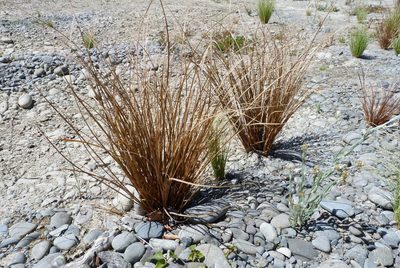 Carex petriei, photographed by Colin Meurk