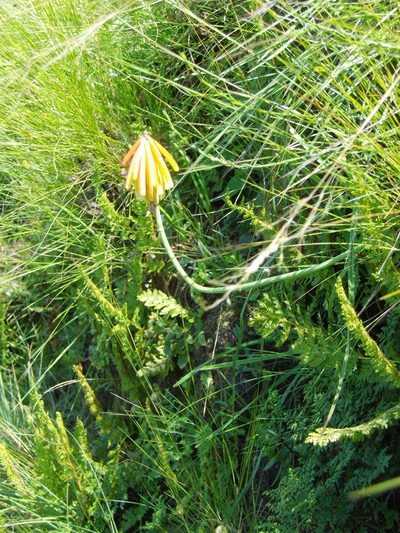 Kniphofia triangularis, photographed by Gerhard Sieburg