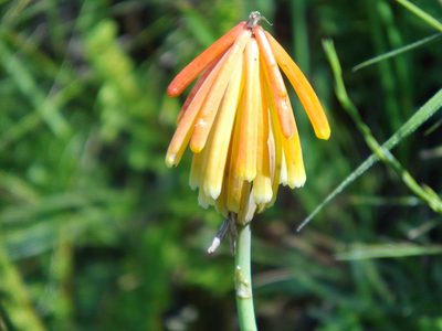 Kniphofia triangularis, photographed by Gerhard Sieburg