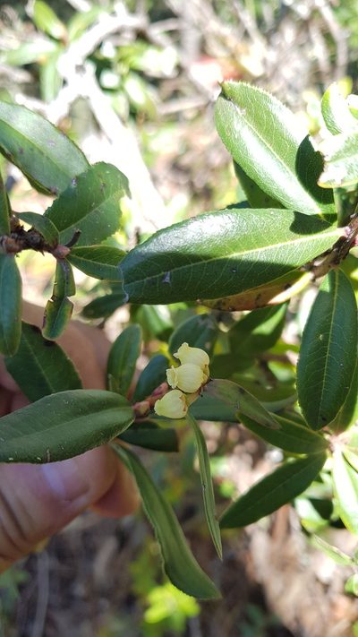 Comarostaphylis discolor, photographed by Eugenio Padilla
