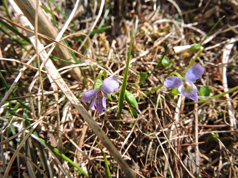 Viola pyrenaica, photographed by Karsten Rohweder