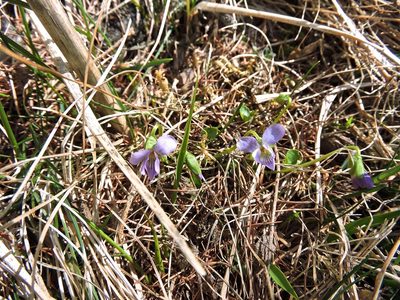 Viola pyrenaica, photographed by Karsten Rohweder