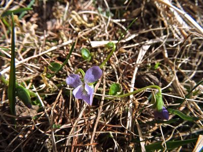 Viola pyrenaica, photographed by Karsten Rohweder