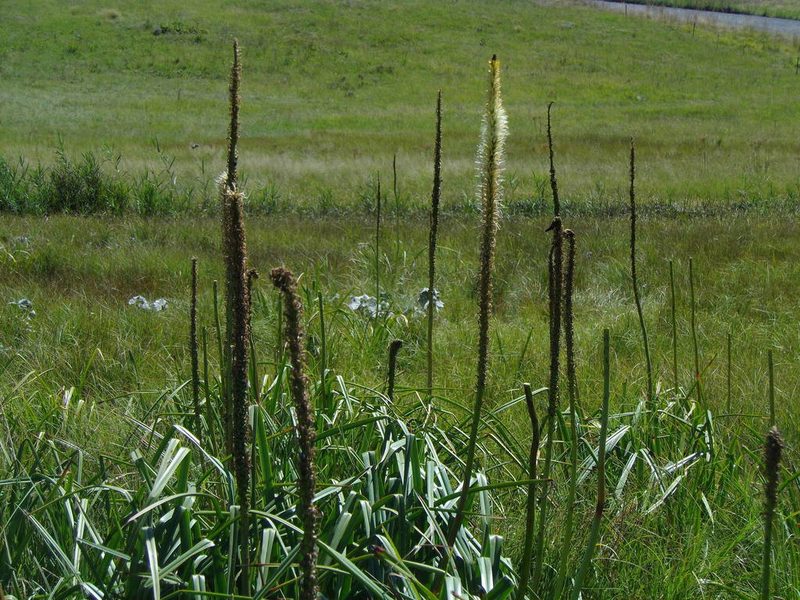 Kniphofia multiflora, photographed by Gerhard Sieburg