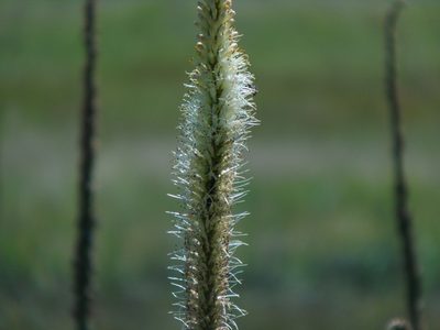 Kniphofia multiflora, photographed by Gerhard Sieburg
