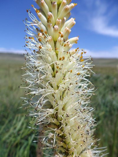 Kniphofia multiflora, photographed by Gerhard Sieburg