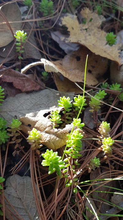 Sedum oaxacanum, photographed by Eugenio Padilla