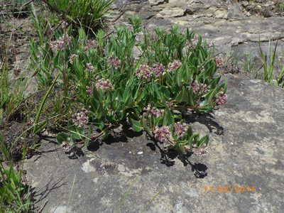 Xysmalobium parviflorum, photographed by Gerhard Sieburg