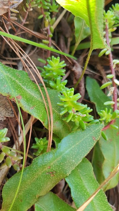 Sedum oaxacanum, photographed by Eugenio Padilla