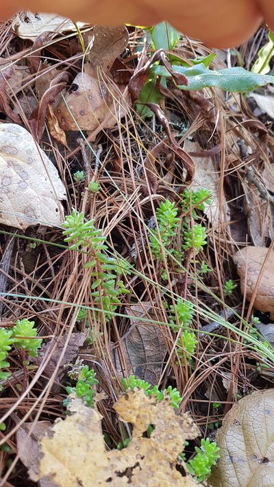 Sedum oaxacanum, photographed by Eugenio Padilla