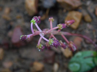 Ledebouria ovalifolia, photographed by Klaus Wehrlin