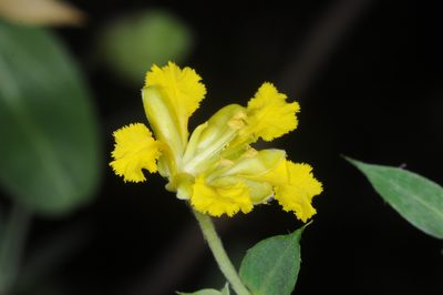 Mionandra argentea, photographed by aacocucci