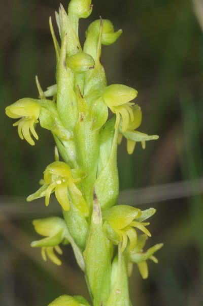 Habenaria parviflora, photographed by aacocucci