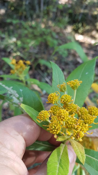 Verbesina perymenioides, photographed by Eugenio Padilla
