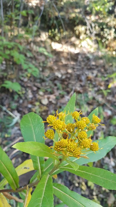 Verbesina perymenioides, photographed by Eugenio Padilla
