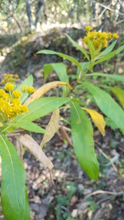 Verbesina perymenioides, photographed by Eugenio Padilla