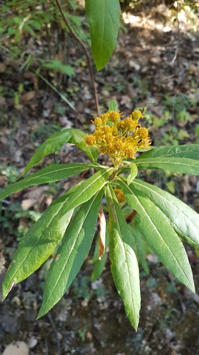 Verbesina perymenioides, photographed by Eugenio Padilla