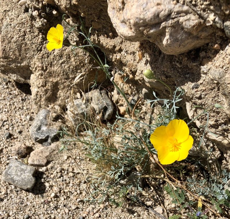 Eschscholzia papastillii, photographed by nmoorhatch