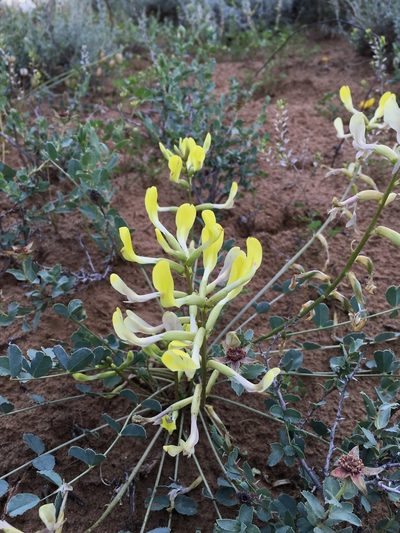 Astragalus flexus, photographed by desertnaturalist