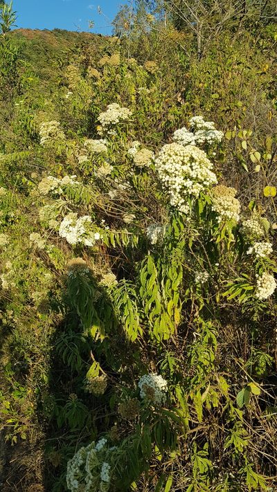 Ageratina liebmannii, photographed by Eugenio Padilla