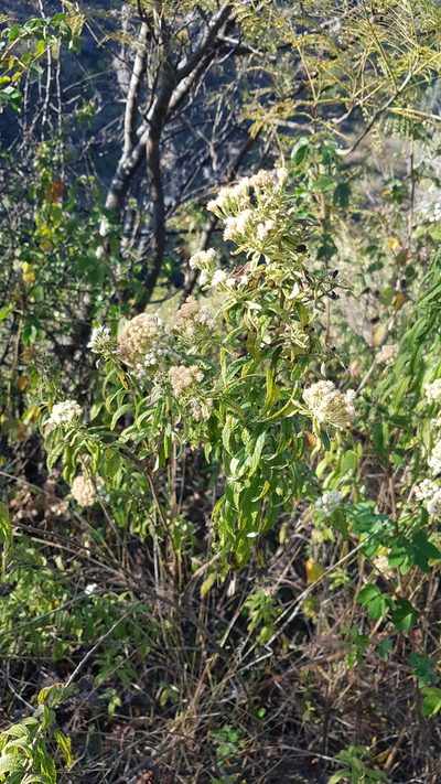 Ageratina liebmannii, photographed by Eugenio Padilla