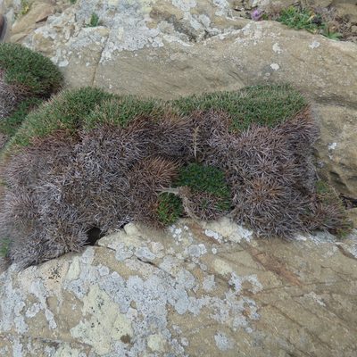 Astragalus balearicus, photographed by Julien Tchilinguirian