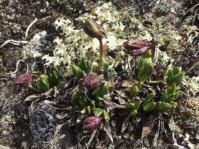 Primula glutinosa, photographed by Karsten Rohweder