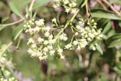 Baccharis punctulata, photographed by Romi Galeota Lencina