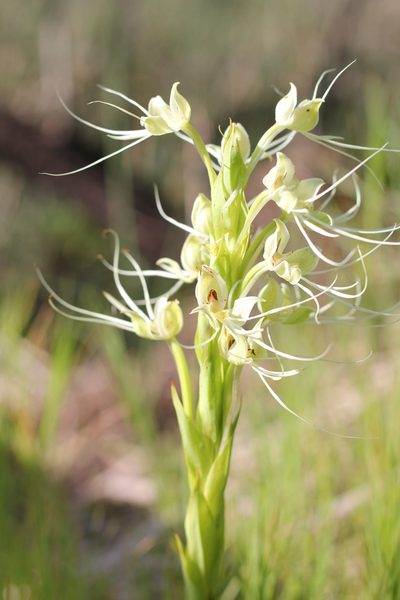 Habenaria gourlieana, photographed by Romi Galeota Lencina