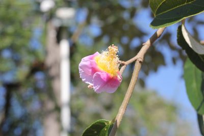 Luehea divaricata, photographed by Romi Galeota Lencina
