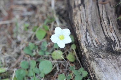 Nierembergia calycina, photographed by Romi Galeota Lencina