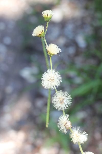Chrysolaena flexuosa, photographed by Romi Galeota Lencina