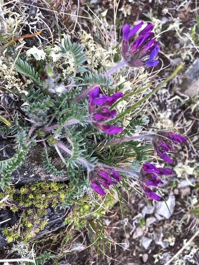 Oxytropis halleri, photographed by Karsten Rohweder