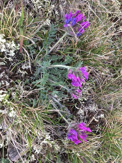 Oxytropis halleri, photographed by Karsten Rohweder