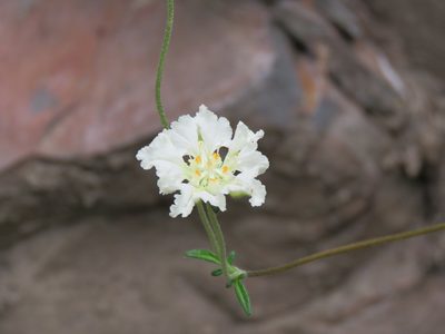 Pinnasa volubilis, photographed by Nicolas Olejnik