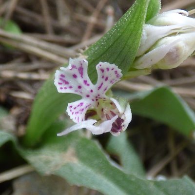 Neotinea conica, photographed by Julien Tchilinguirian
