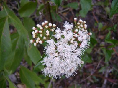 Ageratina ligustrina