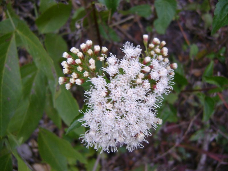 Ageratina ligustrina, photographed by Tereso Hernández Morales