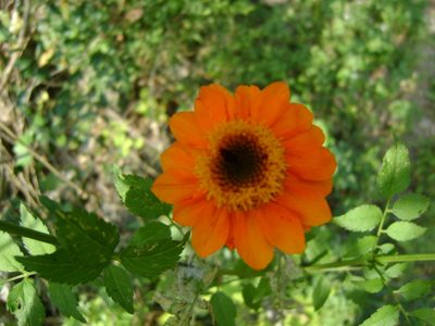 Adenophyllum aurantium, photographed by Tereso Hernández Morales