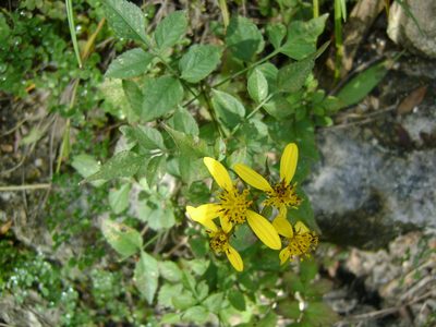 Bidens reptans, photographed by Tereso Hernández Morales