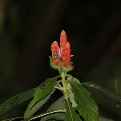 Aphelandra sinclairiana, photographed by Aitor