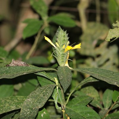 Barleria oenotheroides, photographed by Aitor