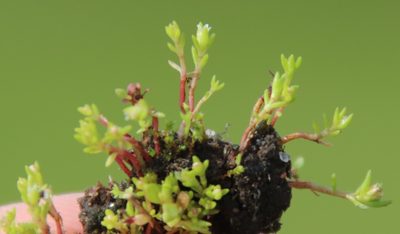Crassula aquatica, photographed by Millie Basden
