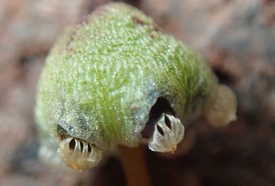 Asterellopsis palmeri, photographed by Millie Basden