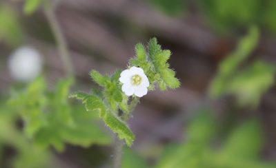 Pholistoma racemosum, photographed by Millie Basden