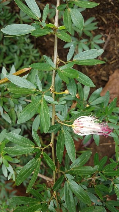 Calliandra angustifolia, photographed by Alan Rockefeller